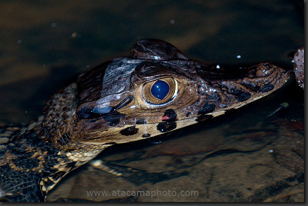 Black Caiman