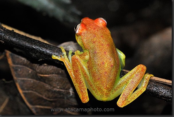 Polkadot treefrog