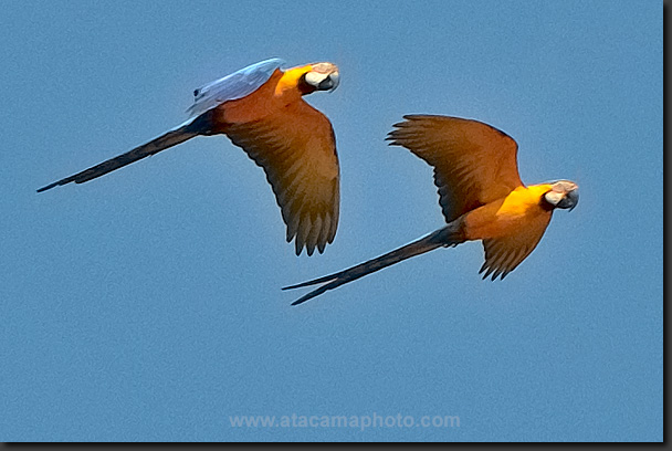 Macaws