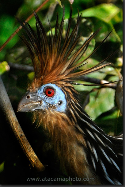 Hoatzin