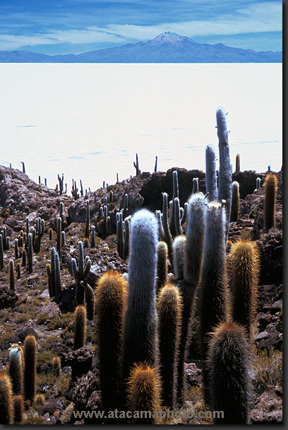 photo: Isla in Salar de Uyuni, Bolivia