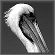 Atacama Desert Fauna photos