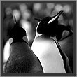 Antarctica